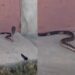 cobra