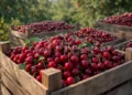 Siliana: Une production record de cerises estimée à 8 250 tonnes