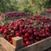 Siliana: Une production record de cerises estimée à 8 250 tonnes