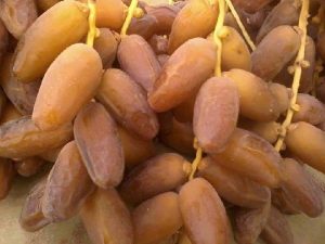 Dattes : les recettes des exportations atteignent 770,7 millions de dinars à fin mai 2026