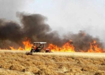 Tunisie: 52 ha de céréales décimés par des incendies depuis l’Aïd Al Adha