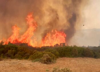 Aïn Draham: Plusieurs animaux périssent dans l’incendie qui a ravagé 6 ha de forêts