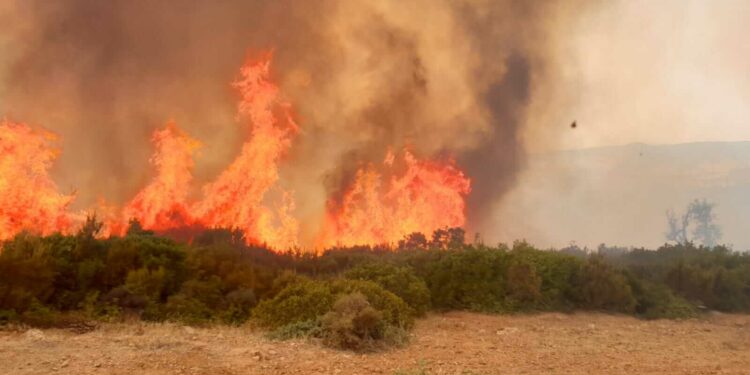 Aïn Draham: Plusieurs animaux périssent dans l’incendie qui a ravagé 6 ha de forêts