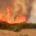 Aïn Draham: Plusieurs animaux périssent dans l’incendie qui a ravagé 6 ha de forêts