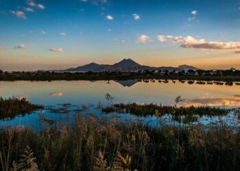 Réserve du Lac de Tunis, une biodiversité menacée mais riche