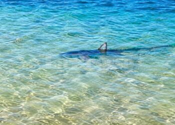 Des requins bleus aperçus à proximité de certaines côtes tunisiennes