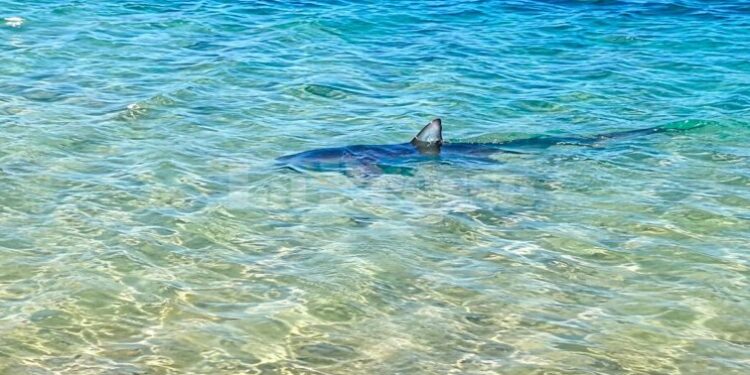 Des requins bleus aperçus à proximité de certaines côtes tunisiennes