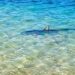Des requins bleus aperçus à proximité de certaines côtes tunisiennes