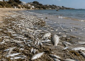 Tunisie: Mortalité inquiétante de poissons à la plage de Soliman