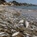 Tunisie: Mortalité inquiétante de poissons à la plage de Soliman