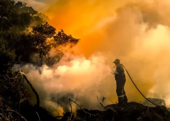 Tunisie: 50 incendies et 200 ha de forêt ravagés depuis le début de l’été