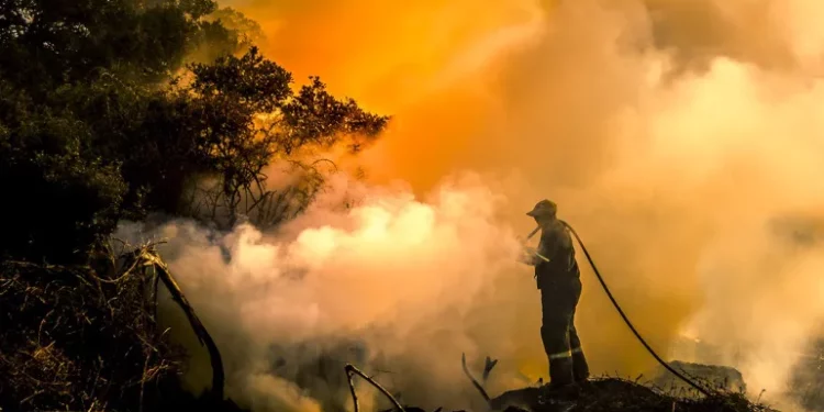 Tunisie: 50 incendies et 200 ha de forêt ravagés depuis le début de l’été