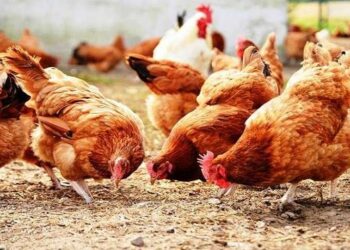 Canicule en Tunisie: Près de 13% de la production nationale de volailles perdue
