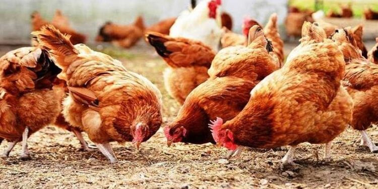 Canicule en Tunisie: Près de 13% de la production nationale de volailles perdue