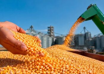 Tunisie: Appel d’offres pour l’achat de 79 500 tonnes de maïs fourrager