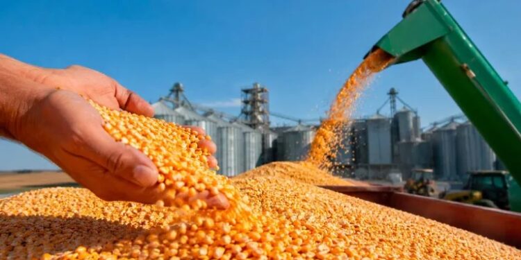 Tunisie: Appel d’offres pour l’achat de 79 500 tonnes de maïs fourrager