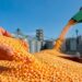 Tunisie: Appel d’offres pour l’achat de 79 500 tonnes de maïs fourrager