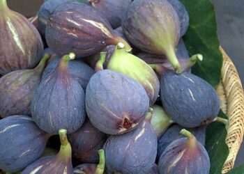 Siliana : trois filières porteuses, cerises, pommes et figues face au climat