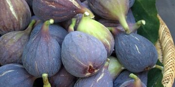 Siliana : trois filières porteuses, cerises, pommes et figues face au climat
