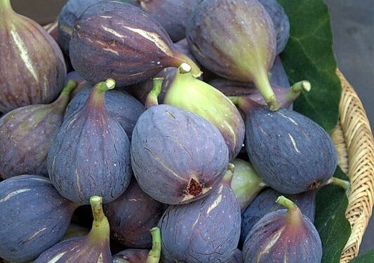 Siliana : trois filières porteuses, cerises, pommes et figues face au climat