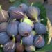 Siliana : trois filières porteuses, cerises, pommes et figues face au climat