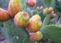Kasserine : Face à la propagation de cochenille, les producteurs de figues de barbarie tirent la sonnette d’alarme﻿
