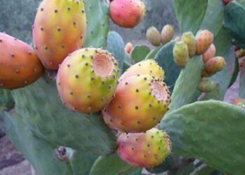 Kasserine : Face à la propagation de cochenille, les producteurs de figues de barbarie tirent la sonnette d’alarme﻿