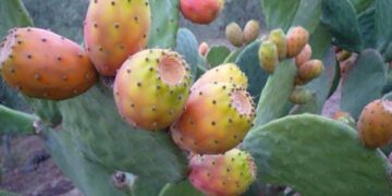 Kasserine : Face à la propagation de cochenille, les producteurs de figues de barbarie tirent la sonnette d’alarme﻿