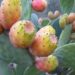 Kasserine : Face à la propagation de cochenille, les producteurs de figues de barbarie tirent la sonnette d’alarme