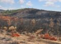 Forêts : La réhabilitation des superficies incendiées exige au moins un an pour une régénération naturelle du sol﻿
