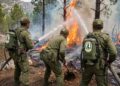 Restauration des forêts incendiées : la science impose son rythme au reboisement﻿