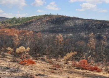 Forêts : La réhabilitation des superficies incendiées exige au moins un an pour une régénération naturelle du sol﻿