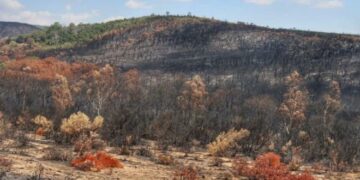 Forêts : La réhabilitation des superficies incendiées exige au moins un an pour une régénération naturelle du sol﻿