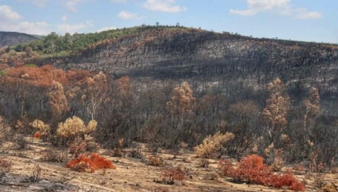 Forêts : La réhabilitation des superficies incendiées exige au moins un an pour une régénération naturelle du sol﻿