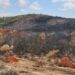 Forêts : La réhabilitation des superficies incendiées exige au moins un an pour une régénération naturelle du sol﻿