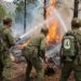 Restauration des forêts incendiées : la science impose son rythme au reboisement﻿