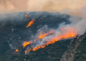 Jendouba: Après avoir ravagé 40 ha, le violent incendie d’Oued Meliz maîtrisé