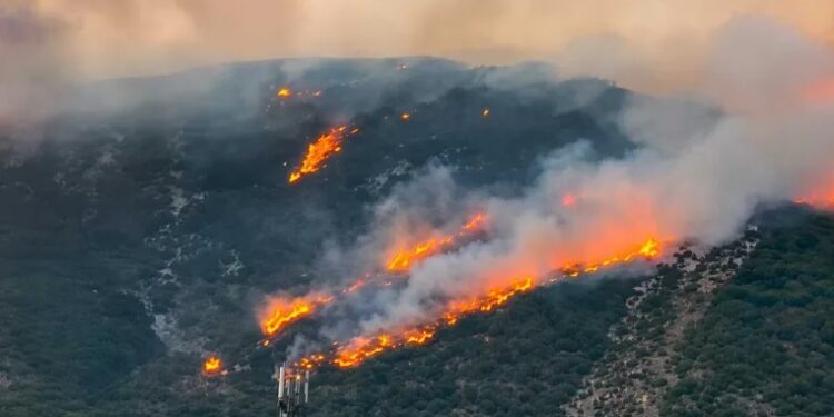 Jendouba: Après avoir ravagé 40 ha, le violent incendie d’Oued Meliz maîtrisé