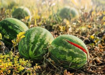 Sidi Bouzid: 820 ha de pastèques, melons et concombres détruits par la chaleur
