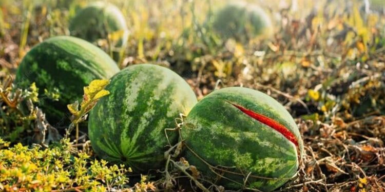 Sidi Bouzid: 820 ha de pastèques, melons et concombres détruits par la chaleur