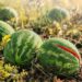 Sidi Bouzid: 820 ha de pastèques, melons et concombres détruits par la chaleur