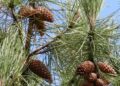 Kasserine : Un projet de 2,48 millions de dollars pour restaurer les forêts de pins d’Alep