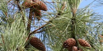 Kasserine : Un projet de 2,48 millions de dollars pour restaurer les forêts de pins d’Alep