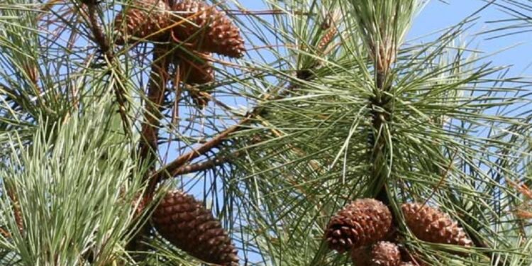 Kasserine : Un projet de 2,48 millions de dollars pour restaurer les forêts de pins d’Alep