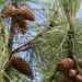 Kasserine : Un projet de 2,48 millions de dollars pour restaurer les forêts de pins d’Alep