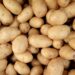 Tunisie: 61% du stock national de pommes de terre entreposé à Nabeul