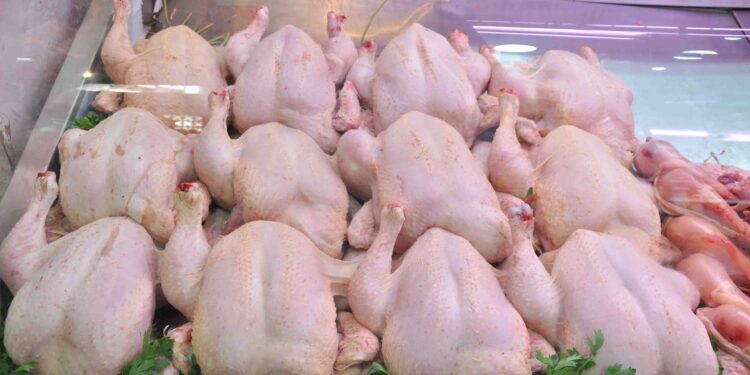 poulet volailles