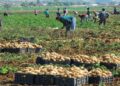 Pommes de terre : un stock régulateur de plus de 12 mille tonnes de la campagne 2026﻿
