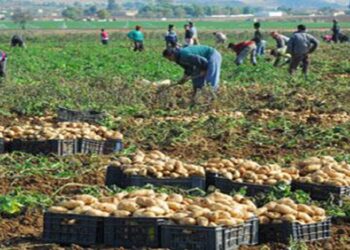 Pommes de terre : un stock régulateur de plus de 12 mille tonnes de la campagne 2026﻿