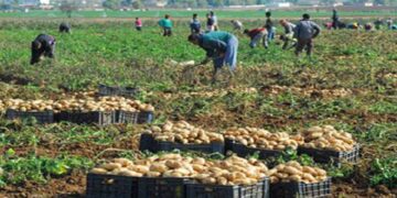 Pommes de terre : un stock régulateur de plus de 12 mille tonnes de la campagne 2026﻿